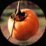Persimmon Tannin Juice